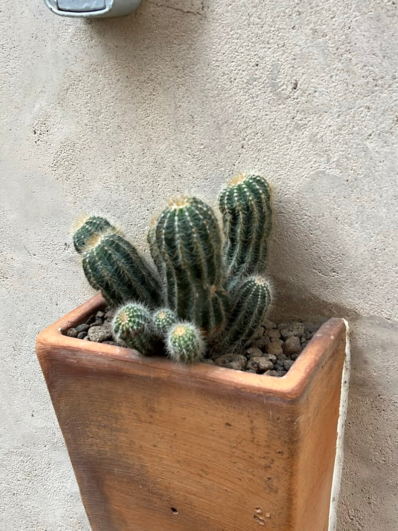 Cactus oursin des Eyries — Bild 1