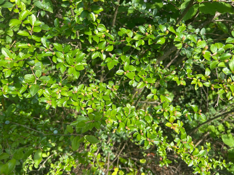 Cotonéaster — Bild 1