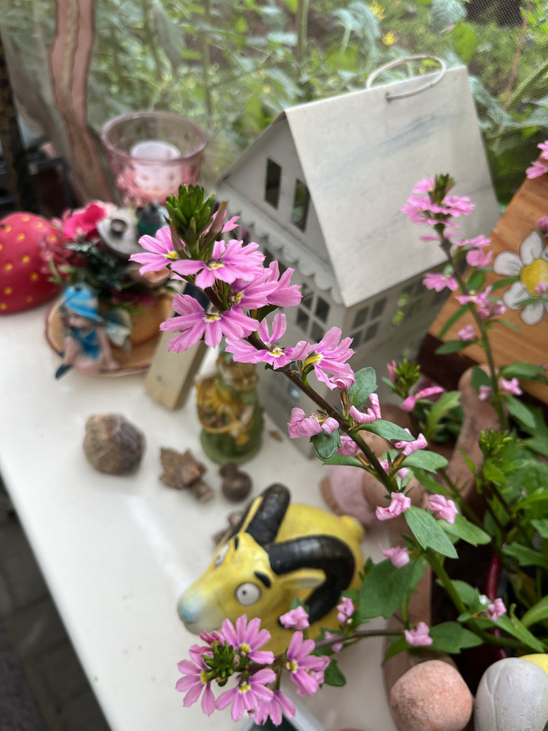 Fleur d'éventail — Bild 2