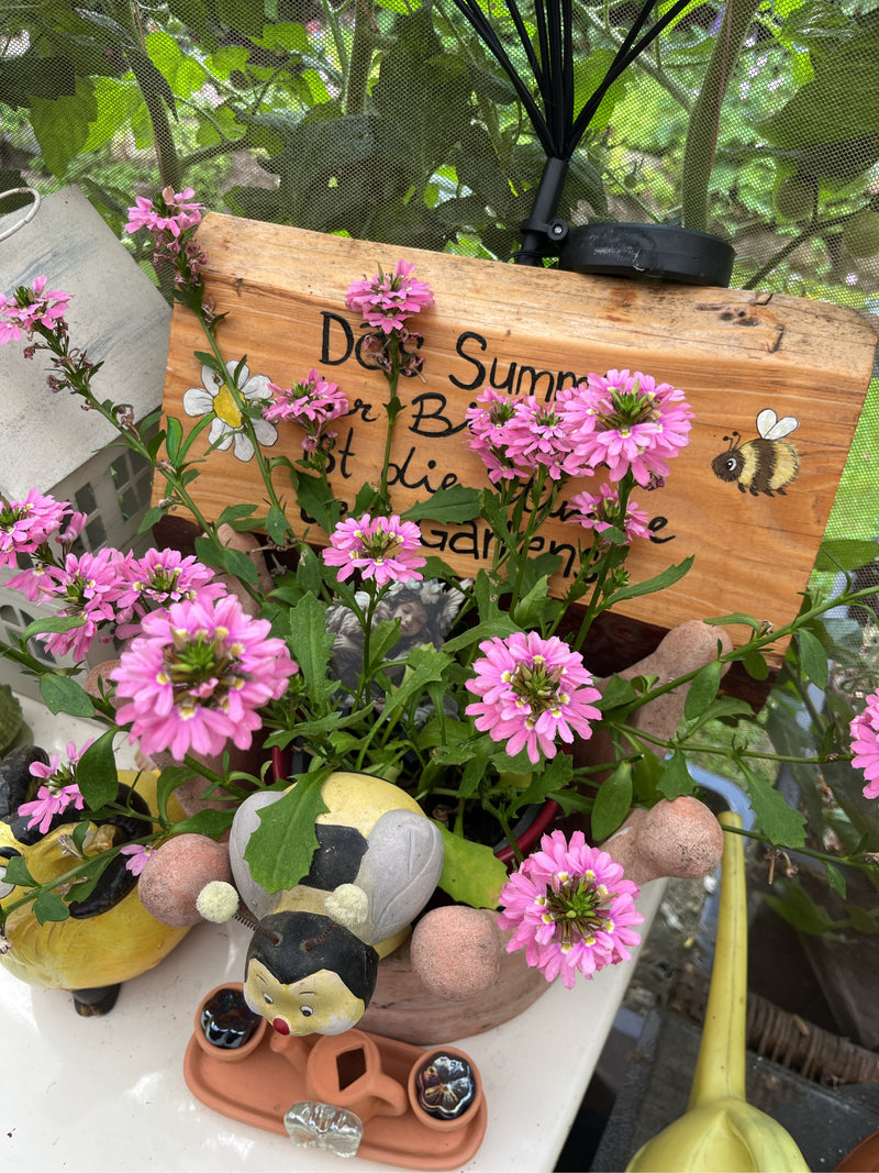 Fleur d'éventail — photo 2 sur 4