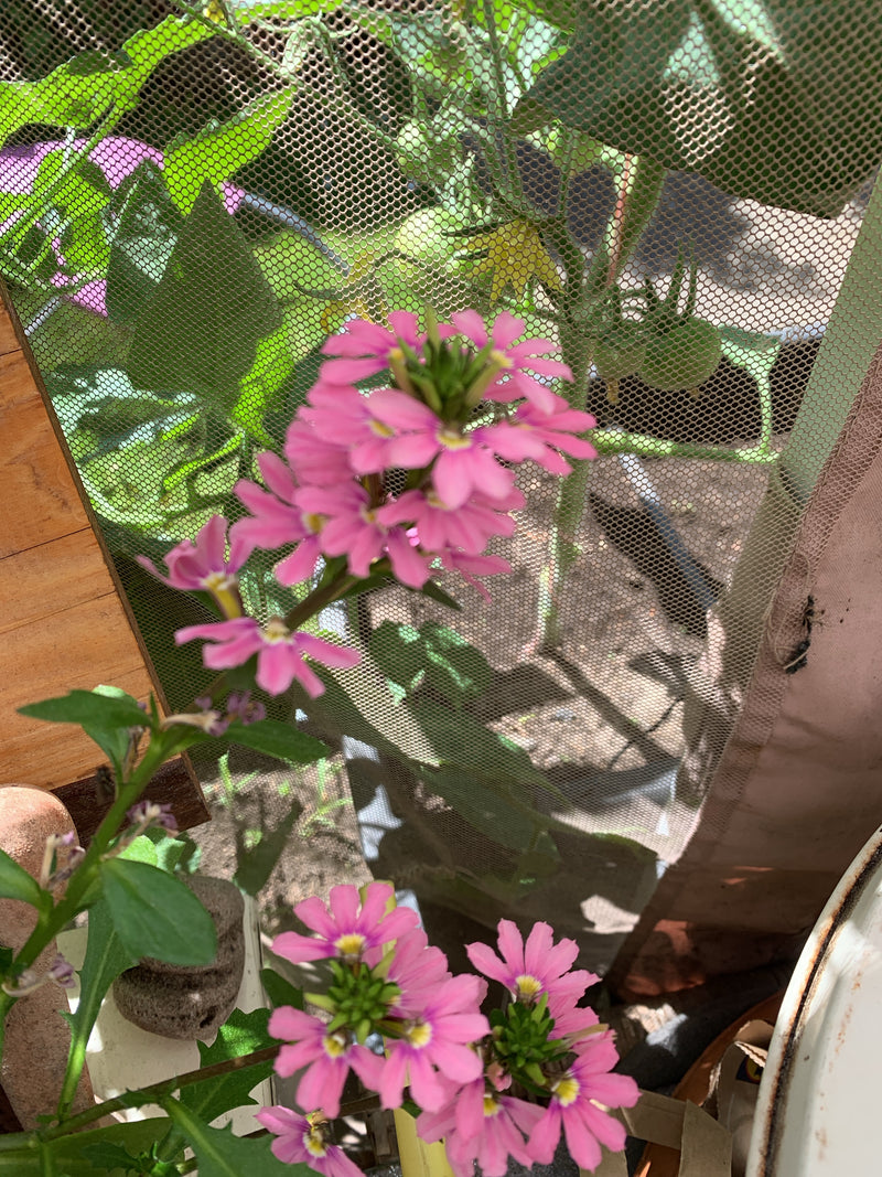 Fleur d'éventail — photo 1 sur 4