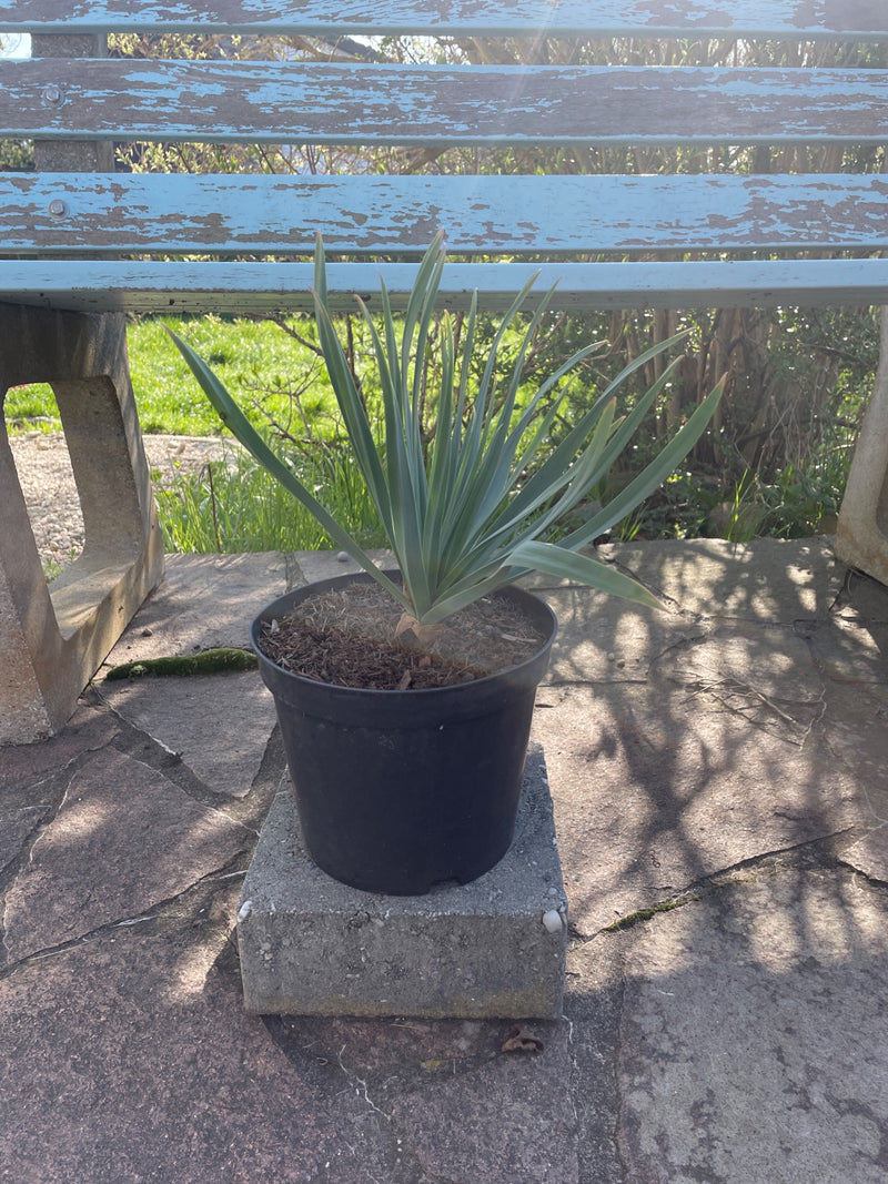 Lys de palmier filandreux — Bild 1