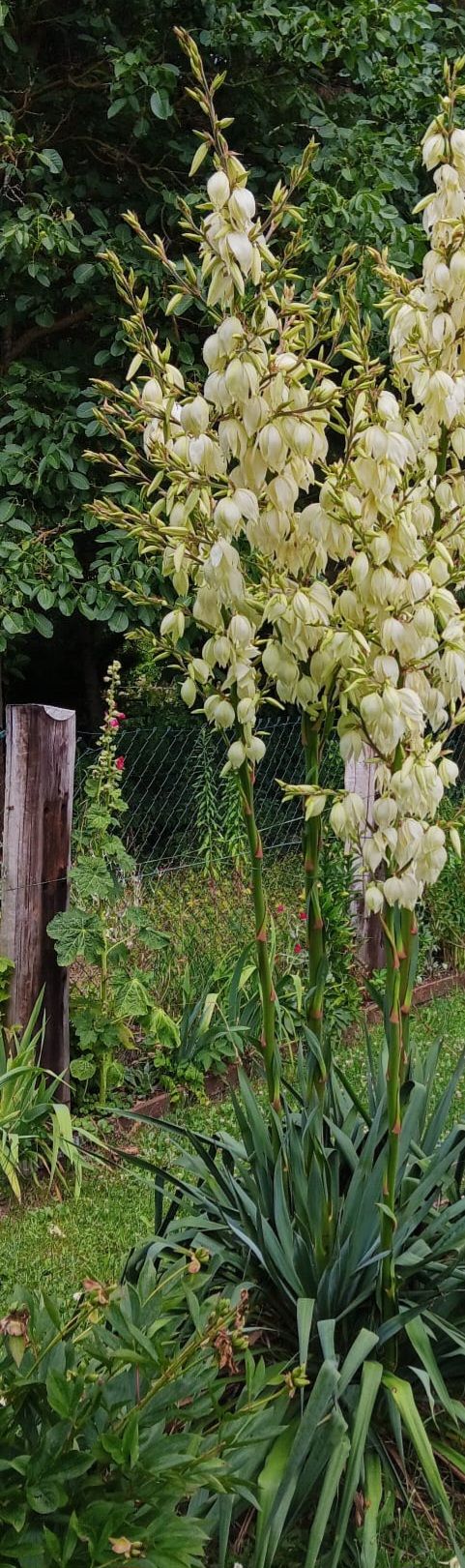 On aperçoit un grand yucca filamenteux en fleurs doté de nombreuses inflorescences blanches dans un jardin.