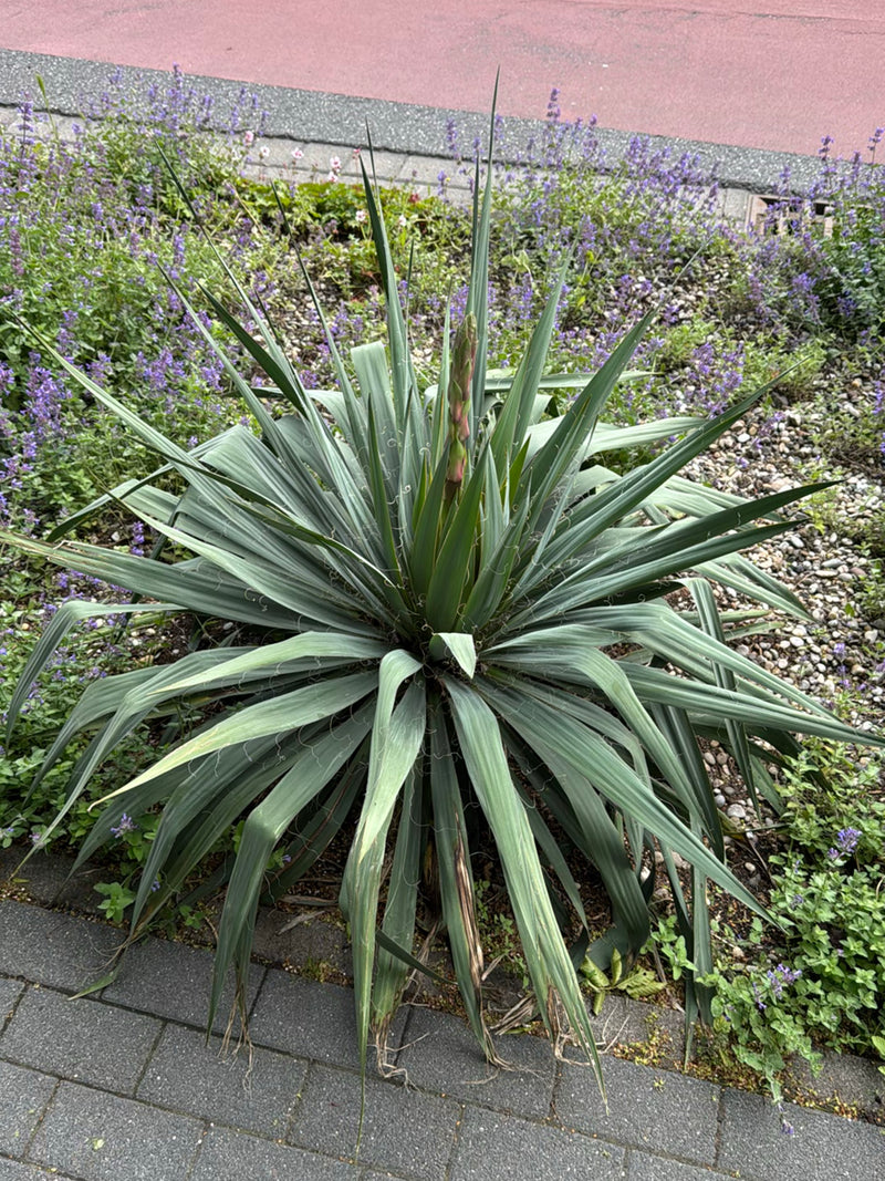 On peut voir un yucca filamenteux avec ses feuilles pointues caractéristiques et ses fins filaments sur les bords. La plante se trouve au centre d'un parterr...