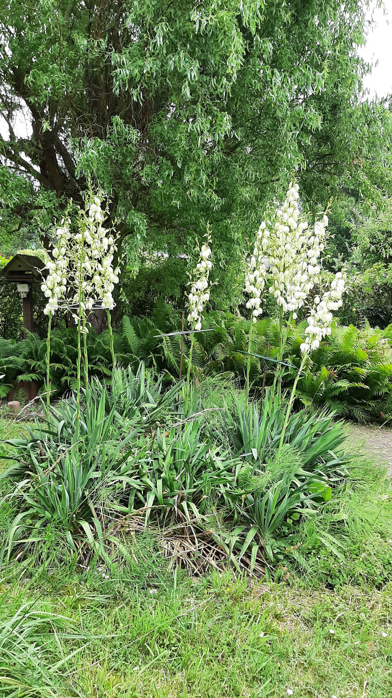 Plusieurs spécimens en fleurs du yuccas filamenteux avec leurs inflorescences blanches caractéristiques sont visibles dans un jardin.