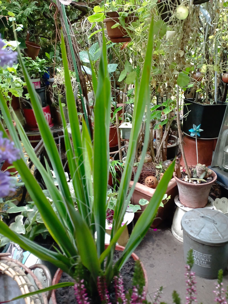 Un yucca filamenteux pousse dans un pot, entouré d'autres plantes de jardin. Les filaments marginaux caractéristiques sont nettement visibles sur les feuille...