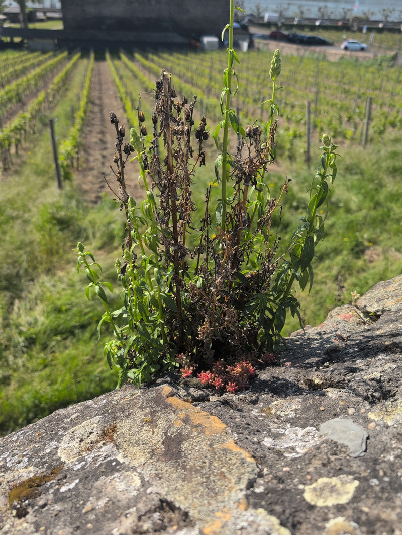 Mignonette teinturière — Bild 1