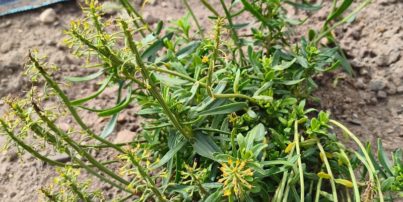 L'image montre un réséda des teinturiers en fleurs avec ses inflorescences allongées caractéristiques et ses feuilles étroites. La plante pousse sur un sol s...