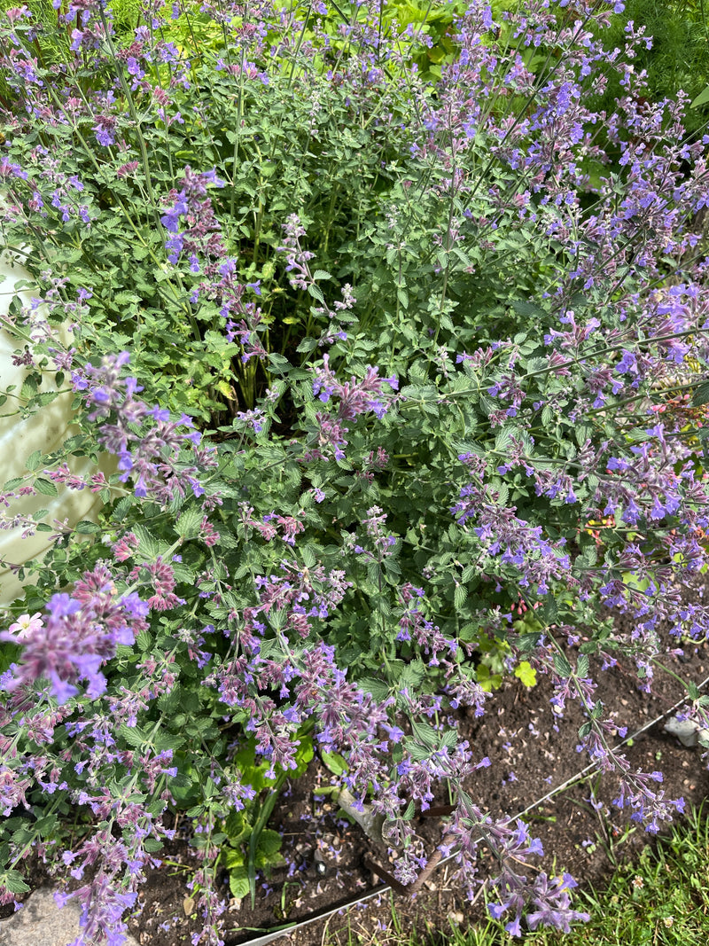 Herbe à chat de Faassen — Bild 1