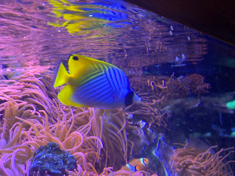 Fadelflossen-Falterfisch — photo 1 sur 1