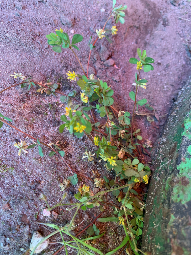 L'image montre une plante de trésor fleuri avec de petites fleurs jaunes caractéristiques et des feuilles trifoliées. Elle pousse sur un sol sablonneux à côt...