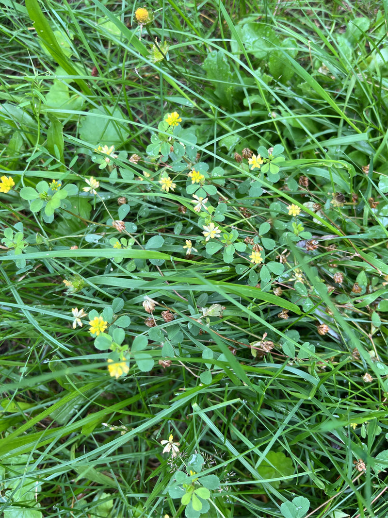 L'image montre du trèfle douteux avec de petites fleurs jaunes et des feuilles trifoliées poussant dans une prairie parmi les herbes. La prise de vue montre ...