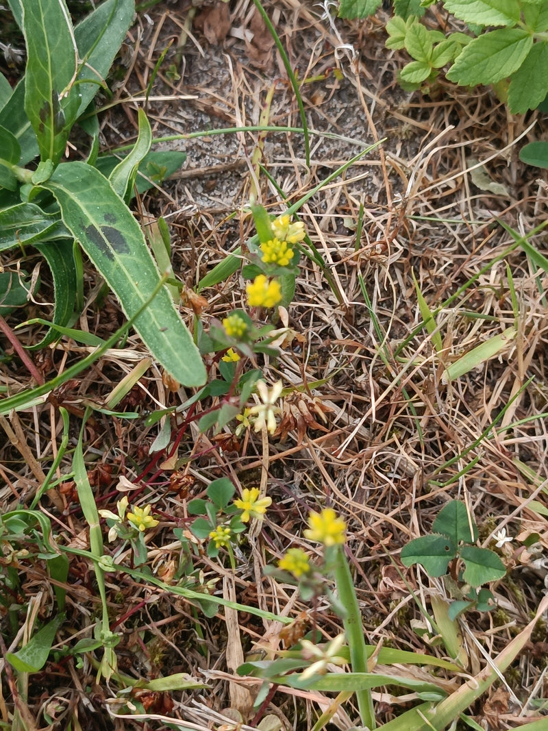 On peut voir le trèfle douteux avec ses inflorescences jaunes caractéristiques sur un sol sec. La plante pousse dans un environnement d'herbes et de matière ...