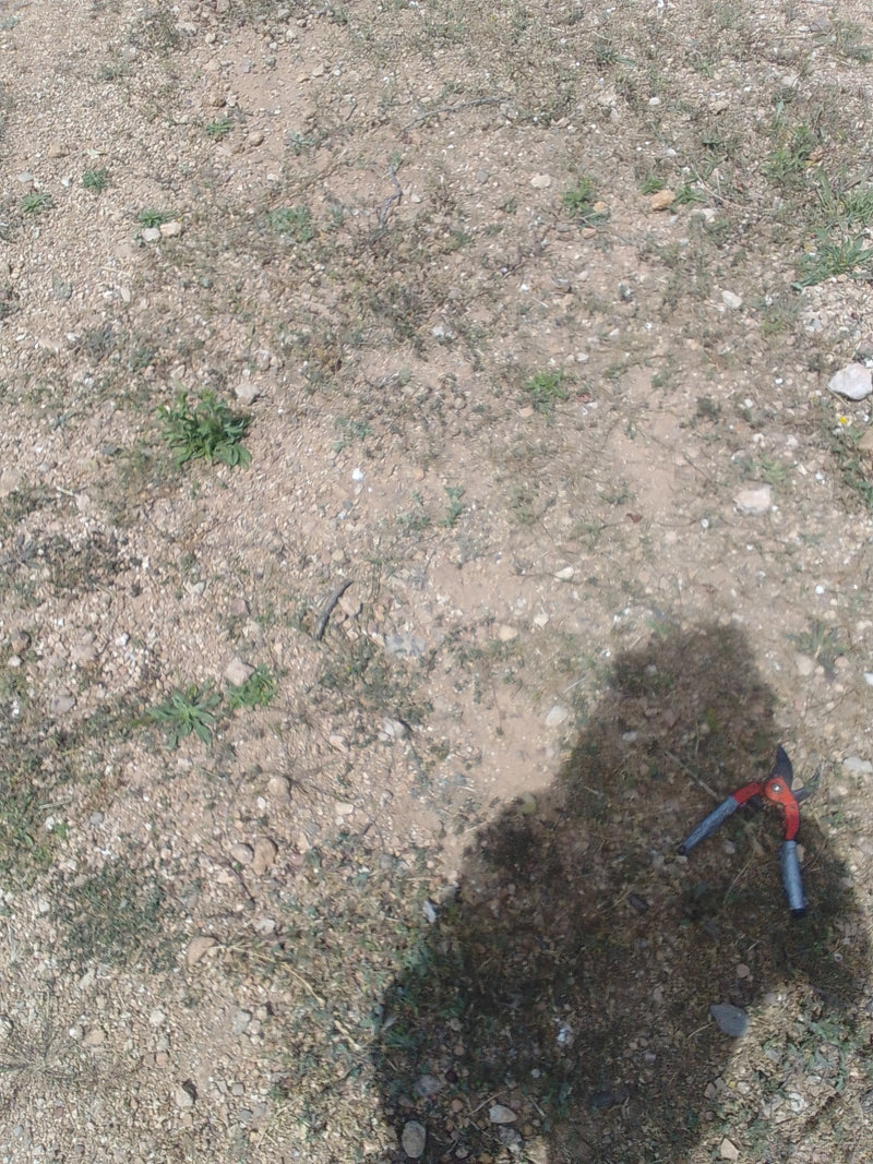 Coléoptères tombés (genre Lachnaia) — Bild 1