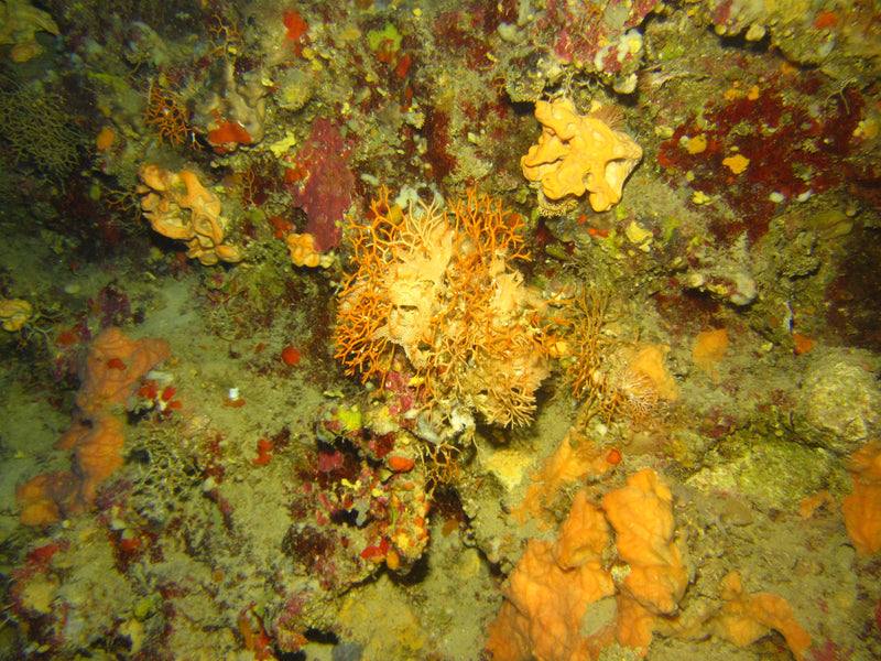 Faux corail — Bild 1