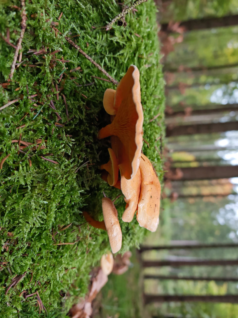 Plusieurs fructifications de la fausse chanterelle poussant sur un substrat moussu en forêt.