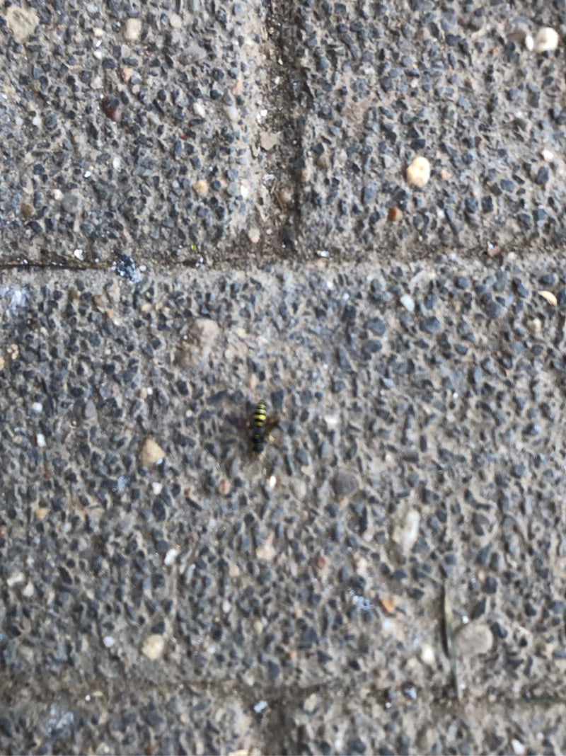 Guêpes — Bild 3