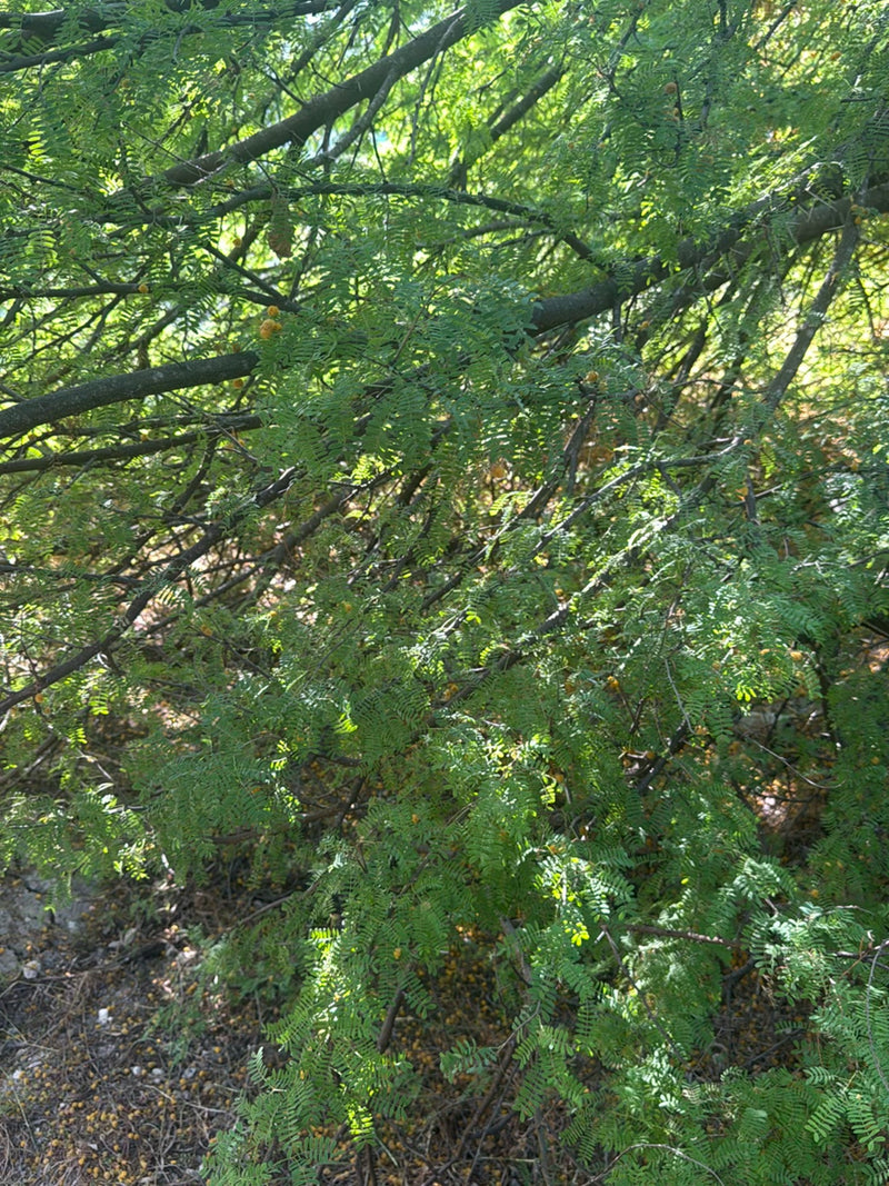 Fougère Acacia — Bild 1