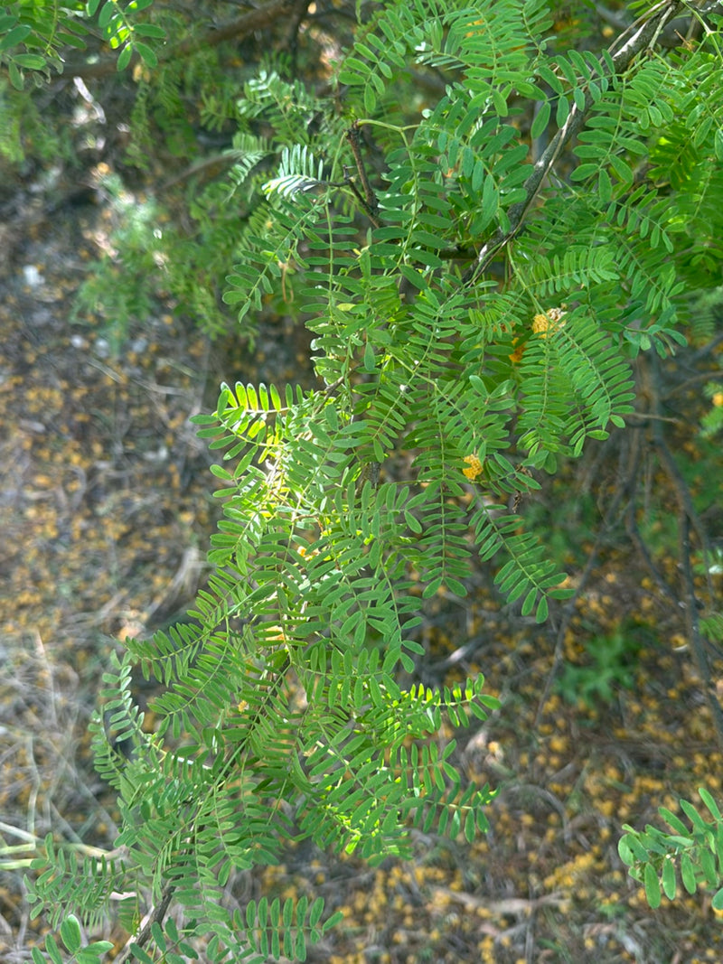 Fougère Acacia — Bild 2