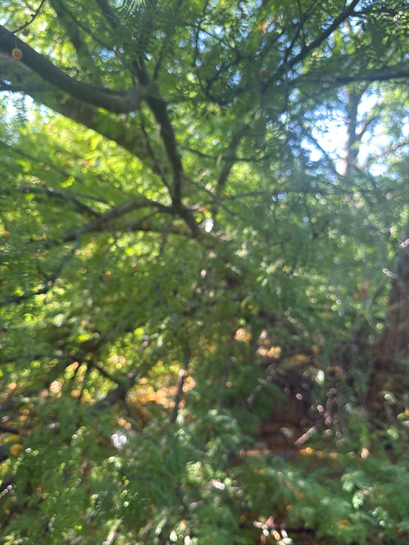Fougère Acacia — Bild 3