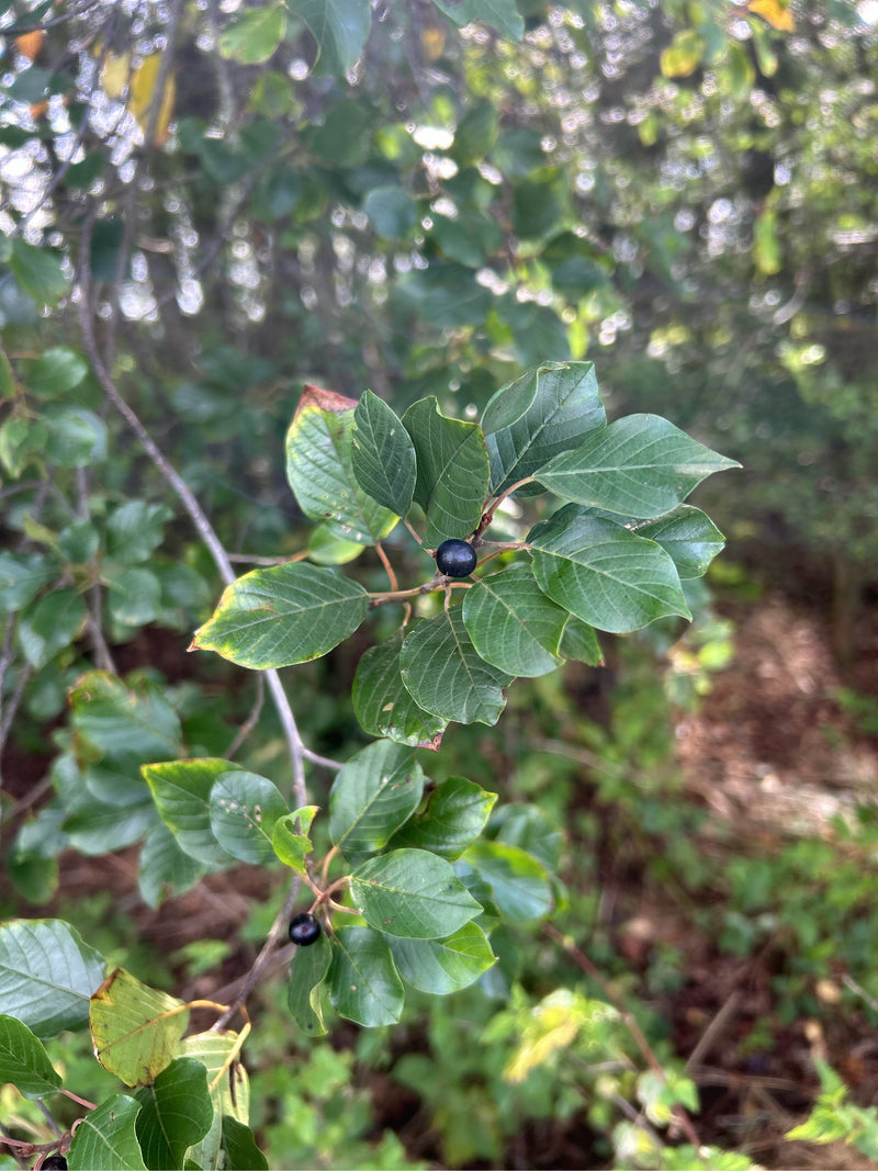 nerprun — photo 5 sur 5