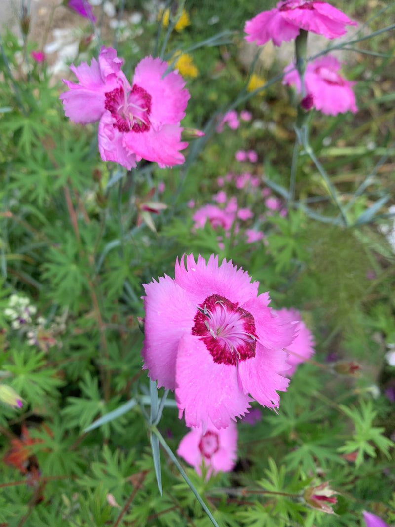 Oeillet en plumes — Bild 1
