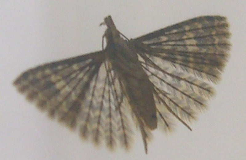 Esprit de plume — Bild 1