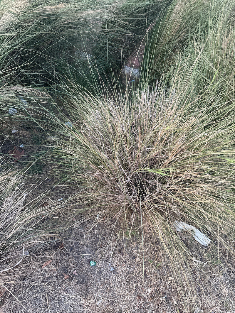 Graminées à plumes — Bild 2