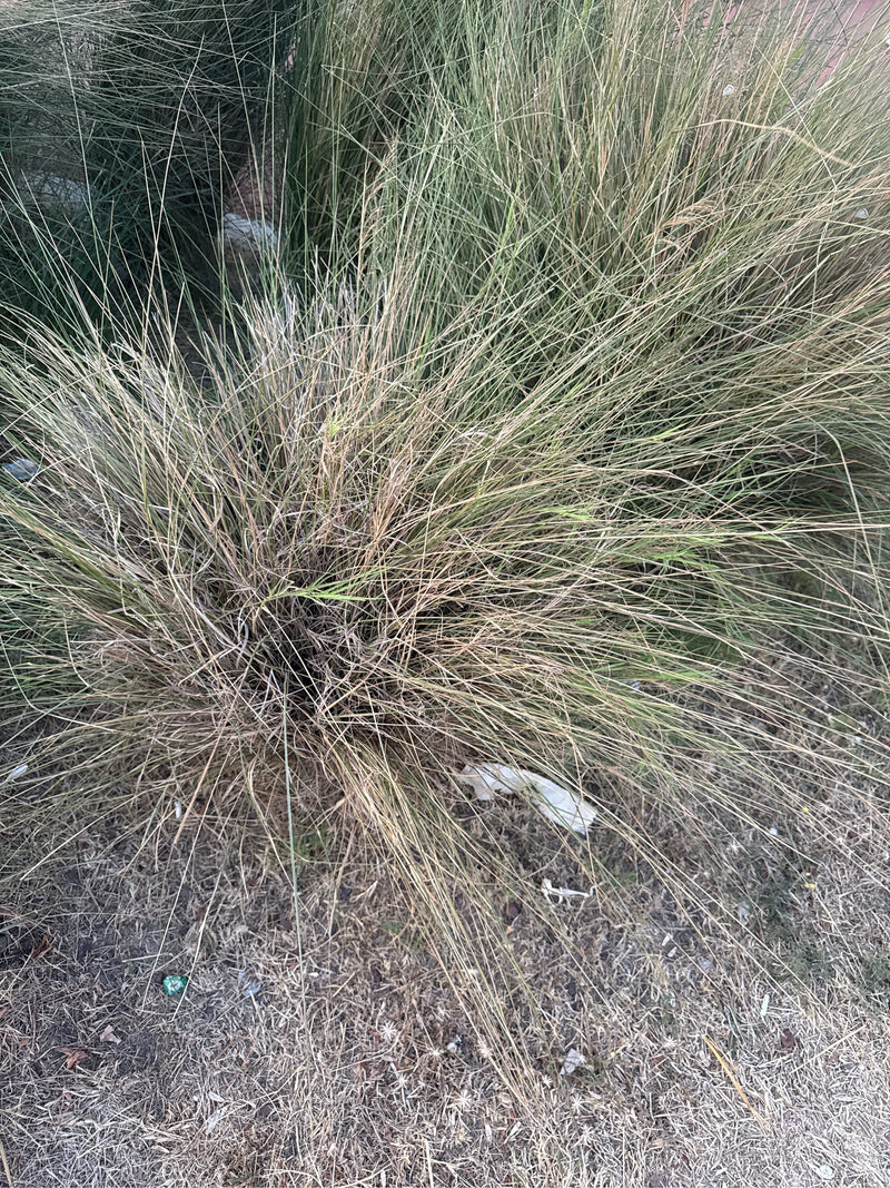 Graminées à plumes — Bild 3