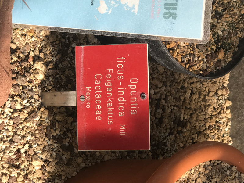 Figue de Barbarie — photo 5 sur 16