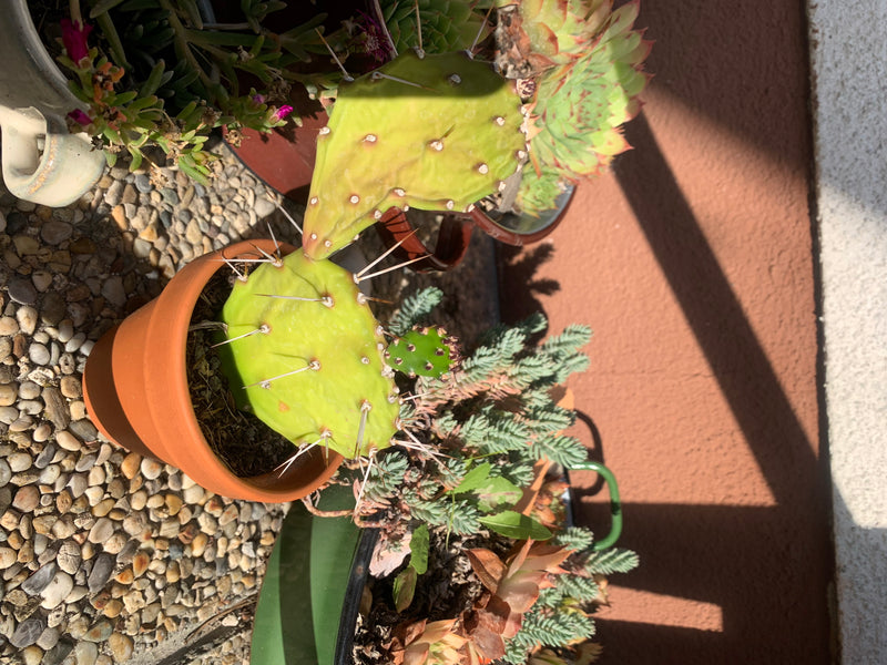 L'image montre un jeune figuier de Barbarie dans un petit pot en terre cuite, entouré d'autres succulentes sur du gravier. Les raquettes plates sont garnies ...