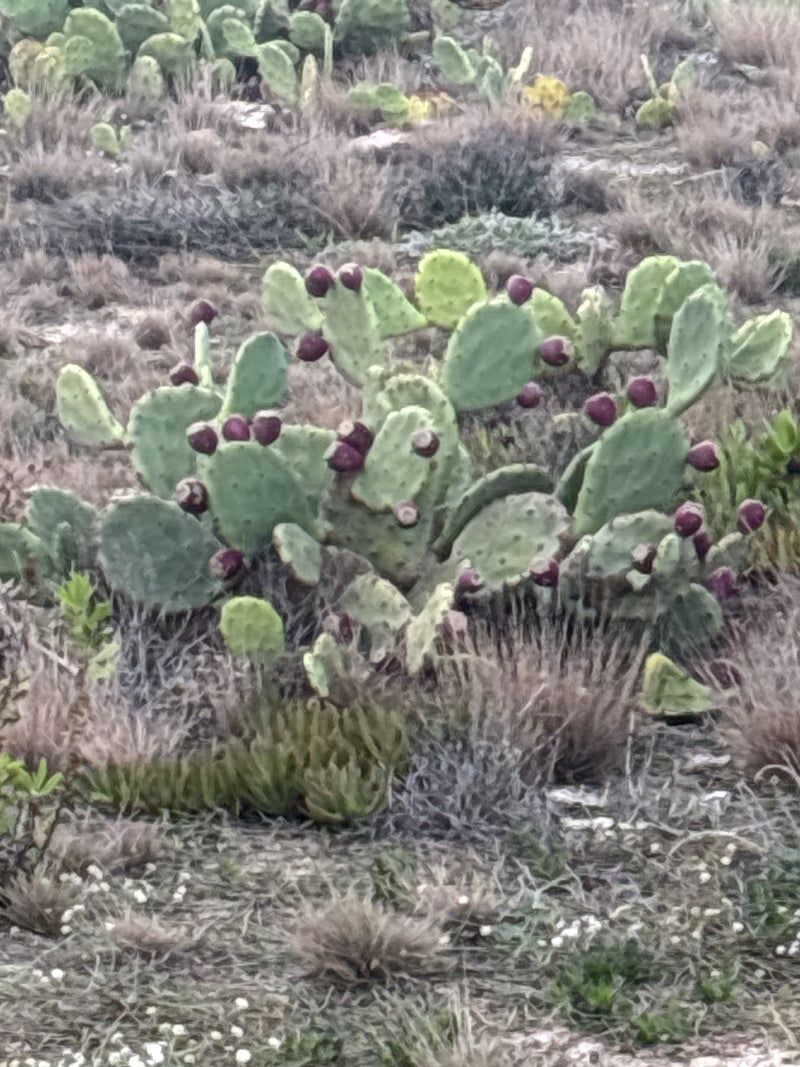 Un figuier de Barbarie pousse dans un paysage aride à la végétation clairsemée. De nombreuses figues mûres, de couleur rougeâtre à violette, reposent sur les...