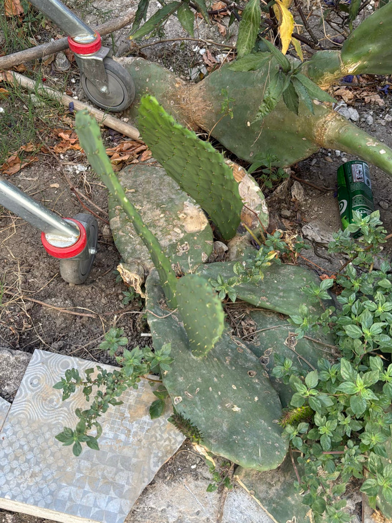 Figue de Barbarie (genre Opuntia) — Bild 2