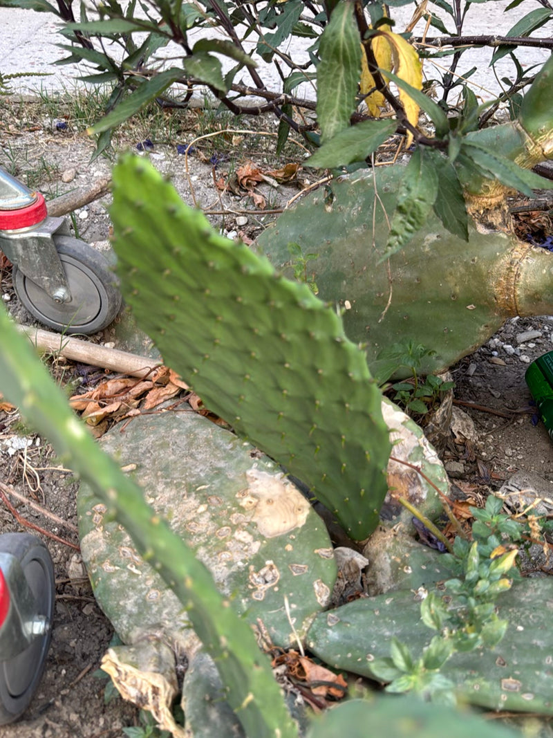 Figue de Barbarie (genre Opuntia) — Bild 1