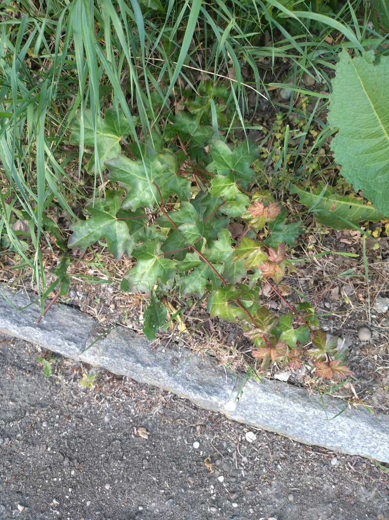 Érable champêtre — Bild 2