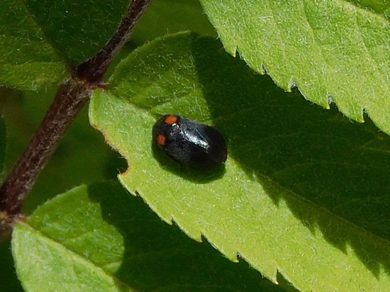 Coccinelle de balle de terrain — Bild 1
