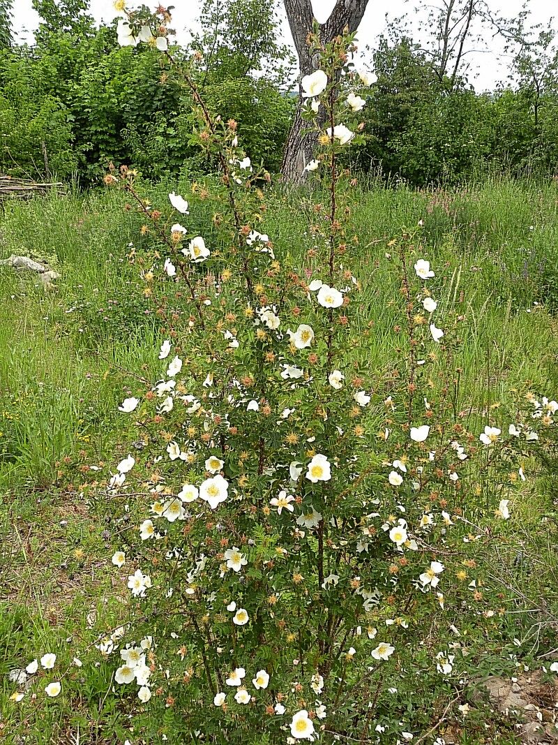 Rose des champs — Bild 1