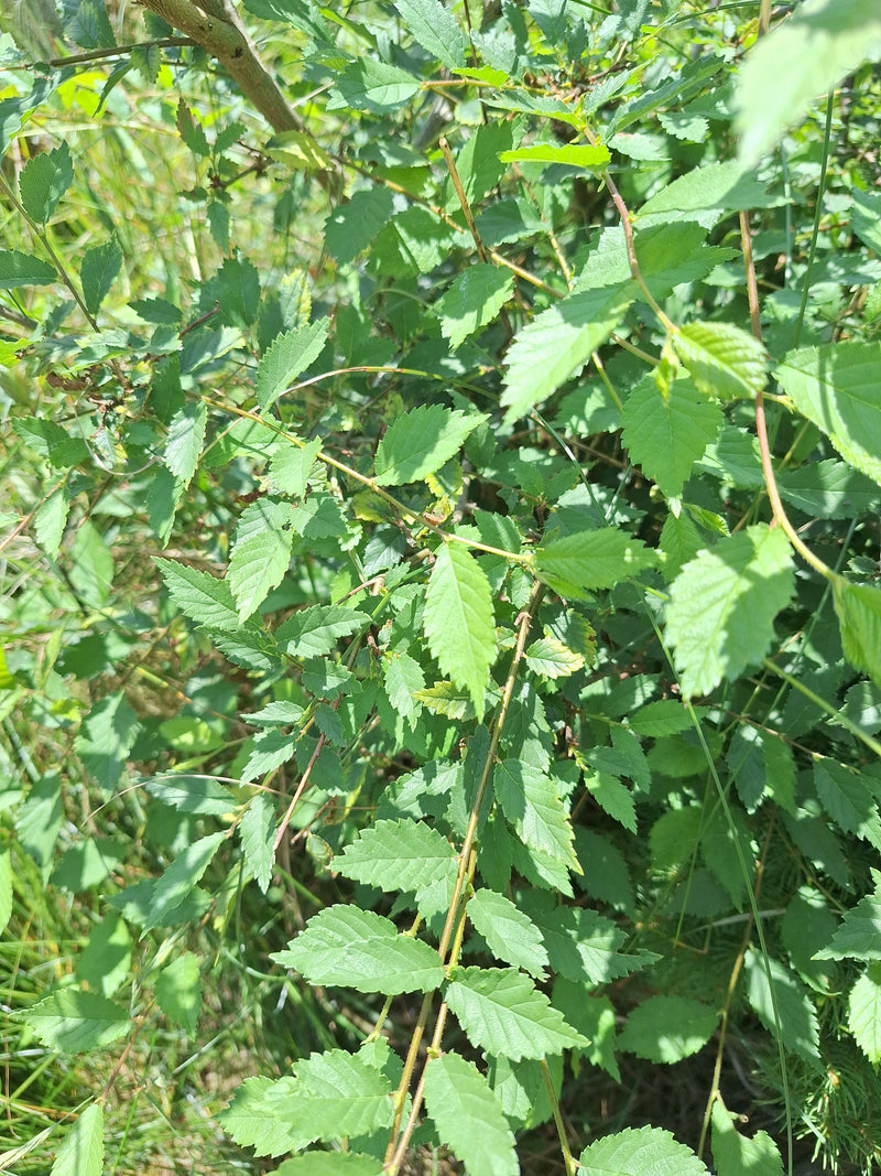 L'image montre les feuilles typiques, dentées et asymétriques d'un orme champêtre sur une branche verte. Il pousse dans un environnement naturel avec une vég...