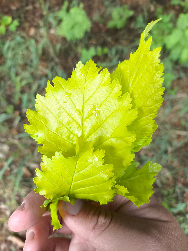 On voit des feuilles vert clair, typiquement dentées d'unorme champêtre tenues dans une main. La base foliaire asymétrique est bien visible.