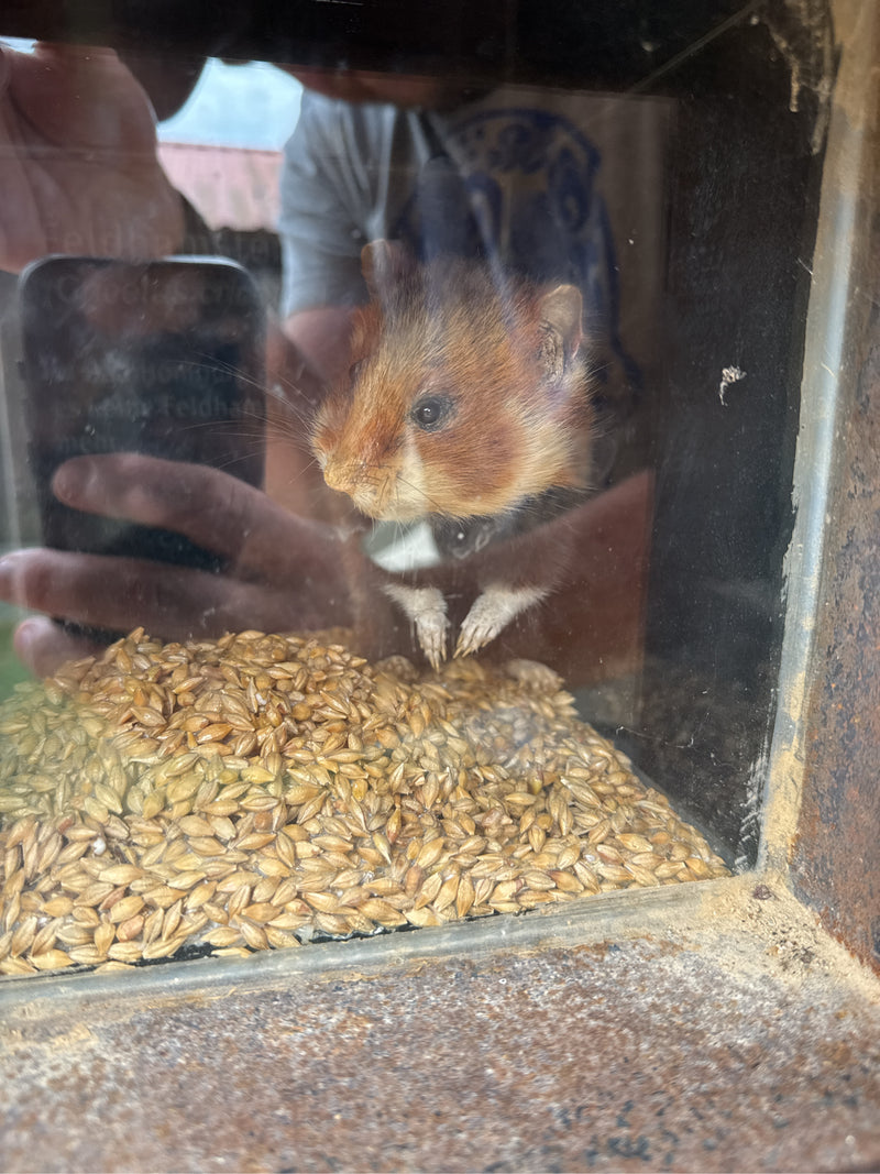 hamster européen — Bild 1