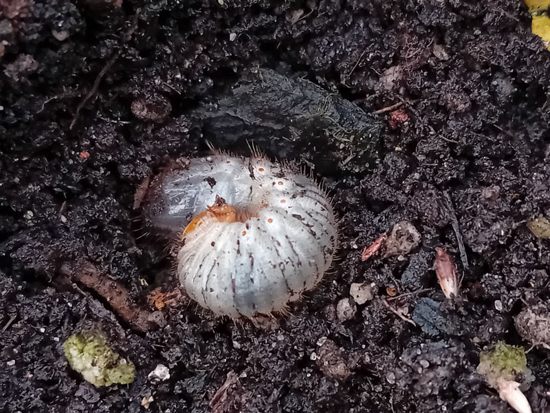 On peut voir une larve de hanneton typique, également appelée ver blanc, recroquevillée sur de la terre sombre. Le stade larvaire est bien reconnaissable.
