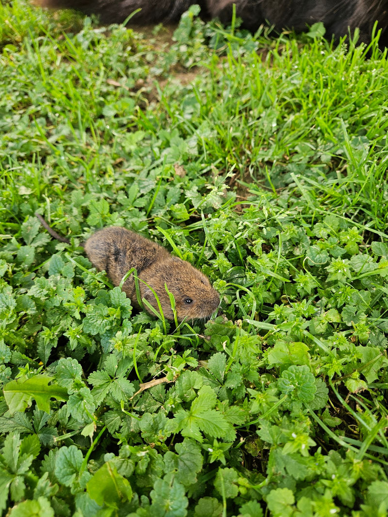 Souris des champs — Bild 1