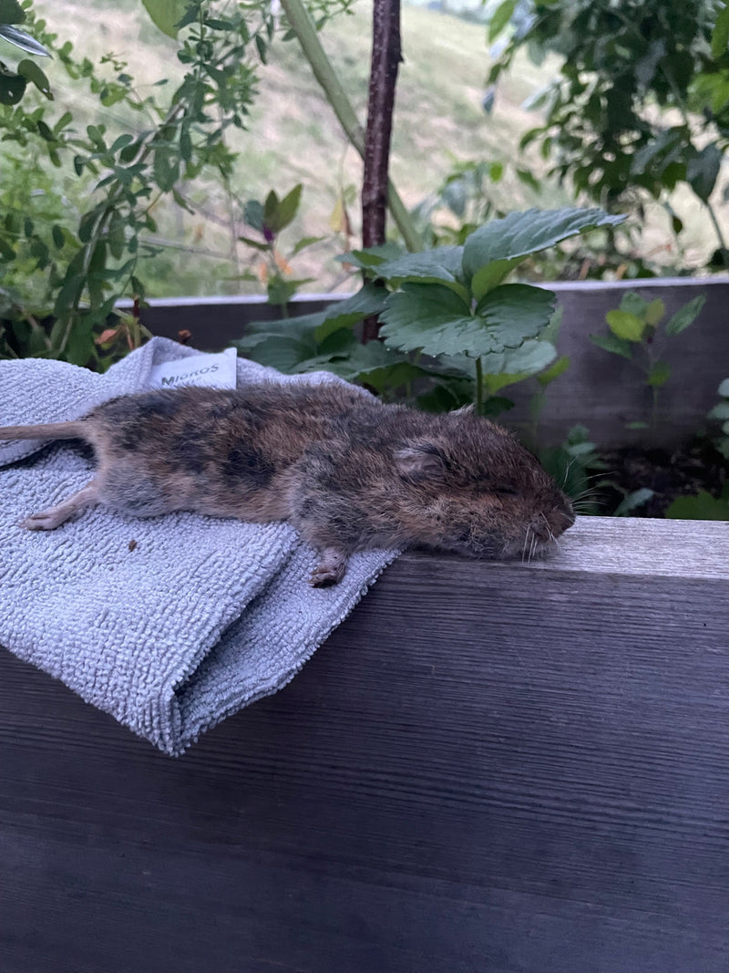 Un campagnol des champs est étendu sur le côté sur une serviette grise posée sur un rebord en bois. Des plantes vertes sont visibles en arrière-plan.