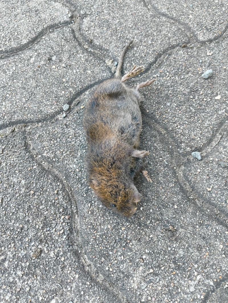 Un campagnol des champs mort est couché sur le sol en pavés gris. L'animal est photographié du dessus.