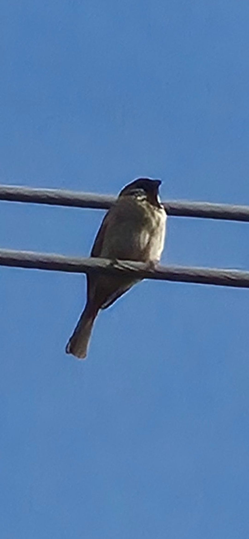 Moineau des champs — Bild 1