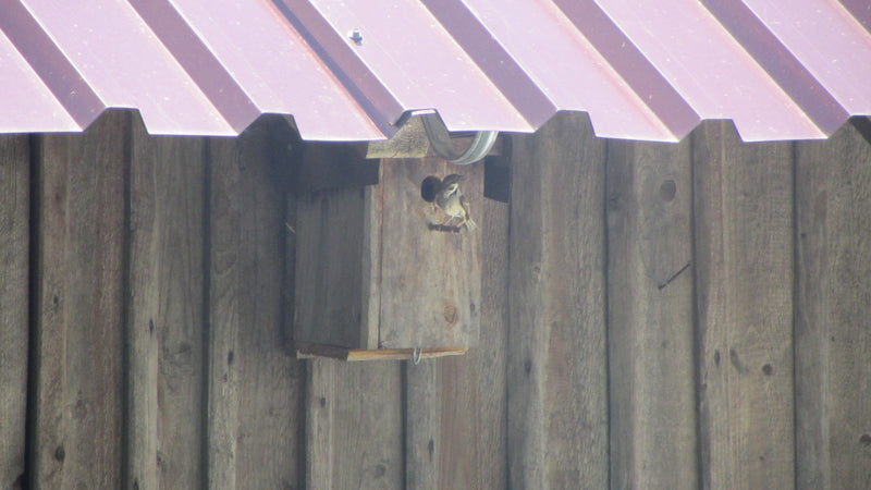 Moineau des champs — photo 4 sur 4