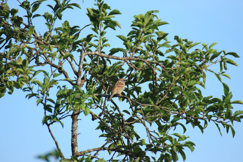 Moineau des champs — photo 1 sur 4