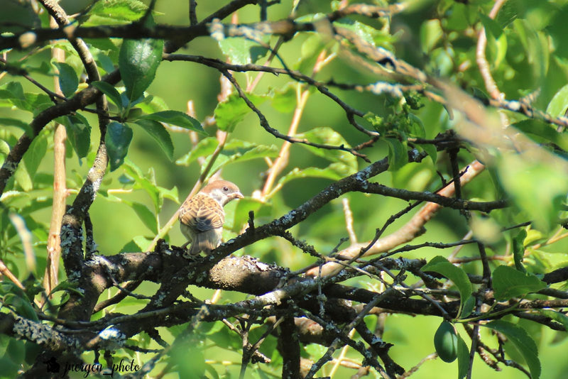 Moineau des champs — photo 2 sur 4