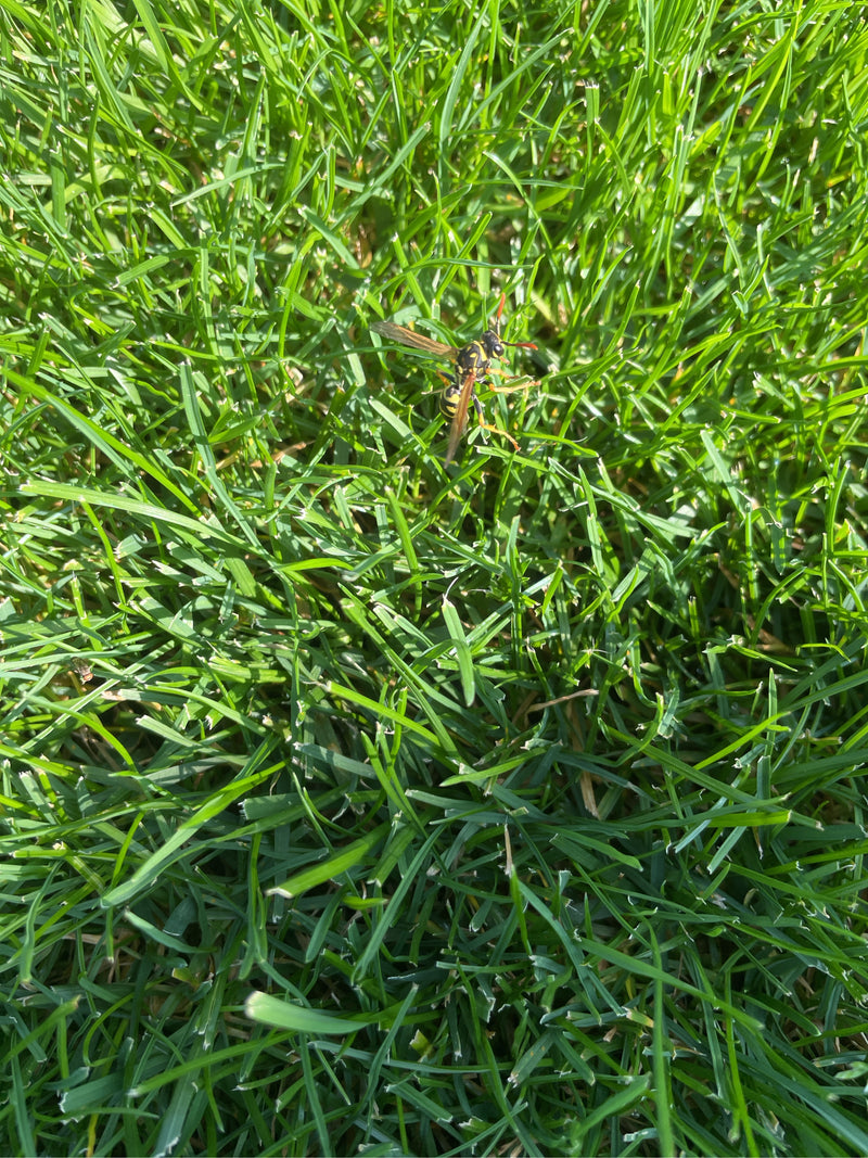 L'image montre une guêpe poliste assise sur de l'herbe verte. La vue plongeante montre l'insecte dans son environnement naturel.