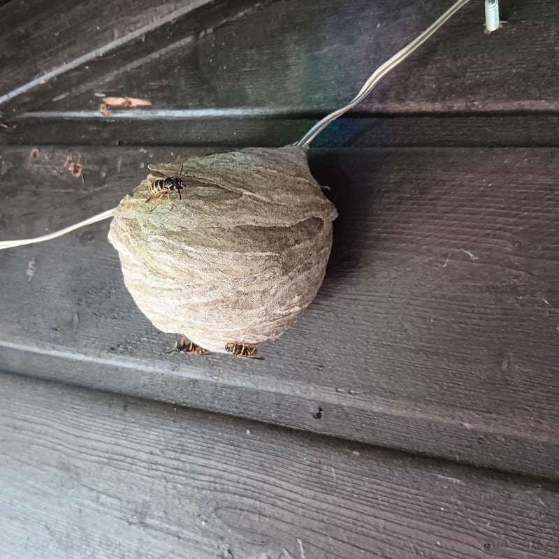 Sur un revêtement en bois sombre, on aperçoit un guêpier gris sur lequel se trouvent plusieurs guêpes galliques. Les insectes et leur nid sont bien visibles ...